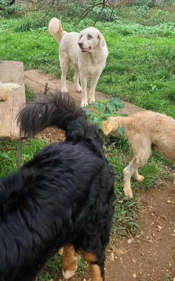 VITA, cagnolona dolcissima in cerca di una bella famiglia Foto 6